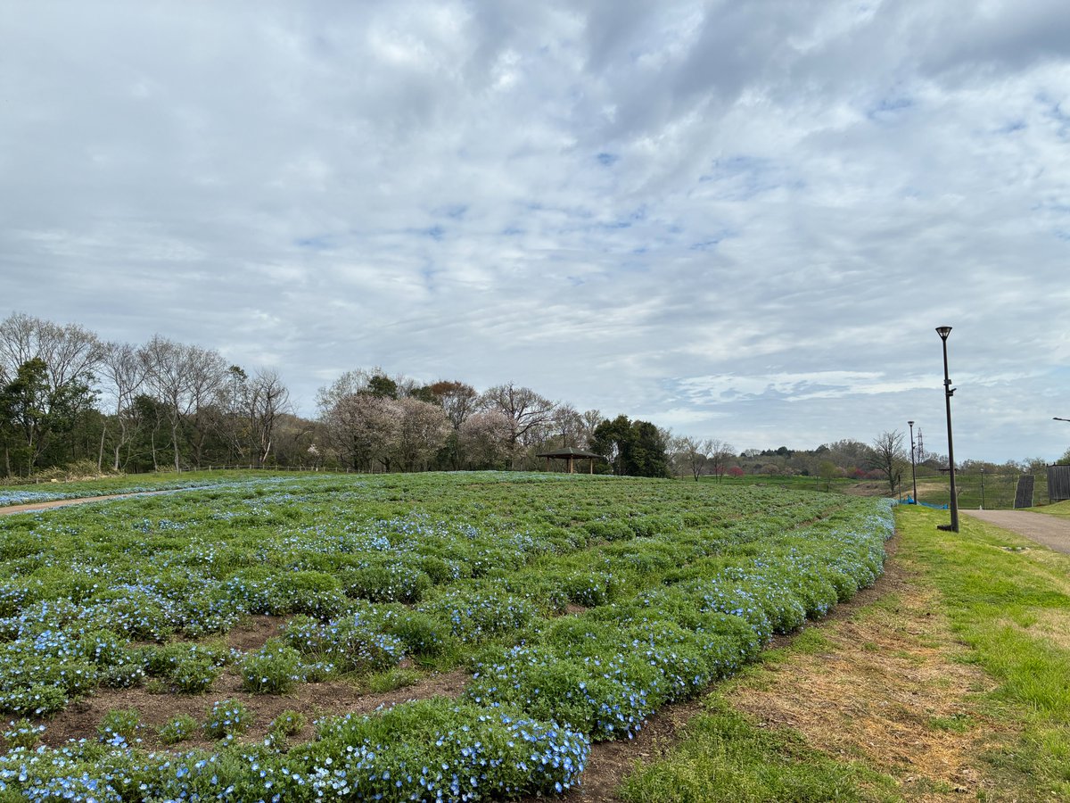 国営備北丘陵公園【公式】 tweet media