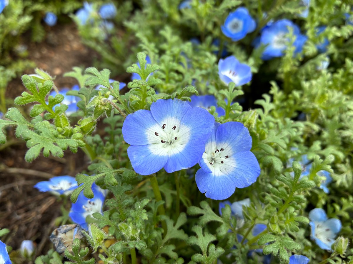 国営備北丘陵公園【公式】 tweet media