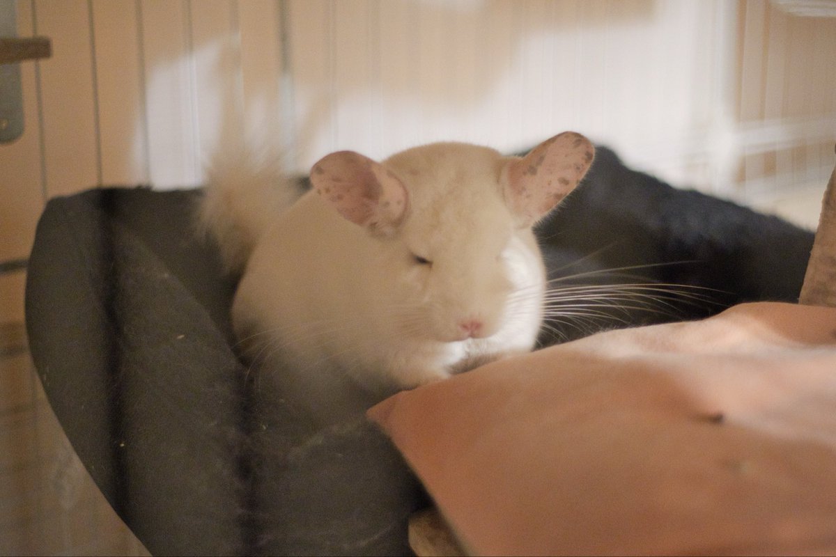 大きいベッドを手に入れた🐭
