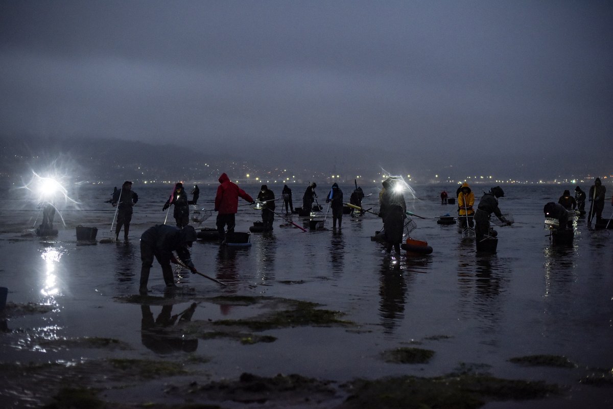 lavozdegalicia's tweet image. Amanece en la ría de Pontevedra con el ritmo de la marea. 🌊
Las mariscadoras de Campelo ya trabajan en la seca, guiadas por sus frontales en la penumbra. Una labor incansable que sostiene nuestra costa. 🐚
📸 Adrián Baúlde

#AmaneceEnGalicia #Pontevedra #Marisqueo #Galicia #Poio