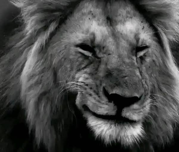 ⚜️مُـ‘ـُوٌ سى💙🇸🇦 tweet media