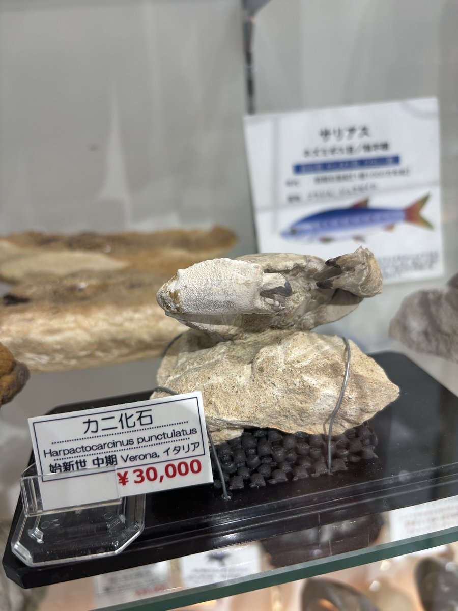 mineralmarche3's tweet photo. こんにちはミネラルマルシェTOKYOミュージアムです♪
今日の東京は、穏やかな晴れ模様でとても気持ちが良いですね😊
ミュージアムもゆっくりご覧頂けますのでお立ち寄りお待ちしております。
本日のご紹介は化石です。
入り口を入って左右に化石達が置いて有りますので観て行って下さいね🦑 https://t.co/p1CRZBuEBw