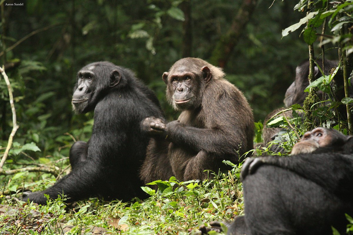 ScienceMagazine's tweet image. In a rare, decades-long study, researchers in Science have documented what appears to be the first observed “civil war” in wild chimpanzees. 

The findings demonstrate that shifting social ties alone can fracture a once unified group and ignite sustained, deadly conflict among