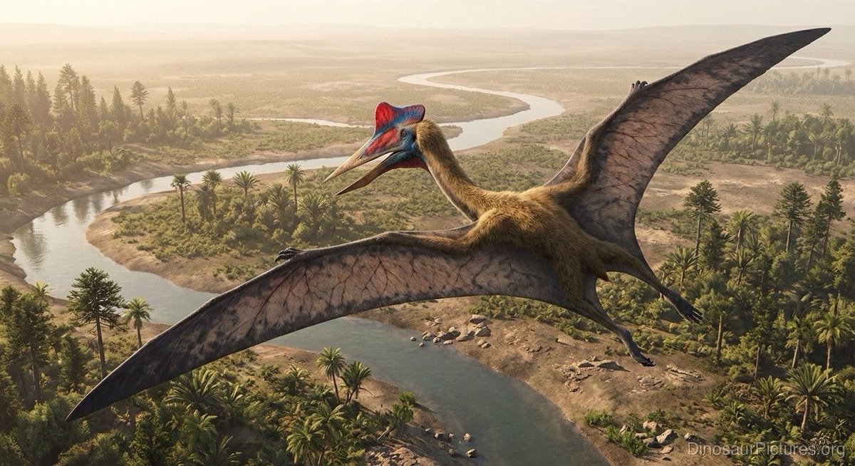 Cuphead_Rick's tweet photo. Quetzalcoatlus: fu l’animale volante più grande mai esistito. Aveva un’apertura alare di 16 m. Becco e collo lunghi. Carnivoro.
Nord America, fine Cretaceo(71-66 mln di anni fa, quando si estinsero i dinosauri).
#NaturalHistory
#ExtinctAnimals https://t.co/Gm7lxlkIck