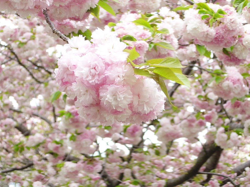 tehepero_0305's tweet photo. 八重桜を見ると「カラッと素揚げしたら美味しそう」と思ってしまう病気にかかってます https://t.co/JUtXnE2YRa