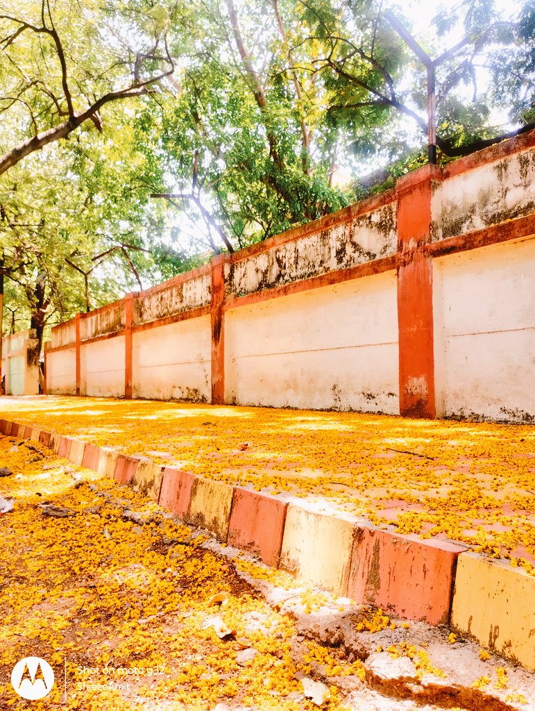 Shreee_Amit's tweet image. Pune is Blooming ✨✨❤️ 
#Random