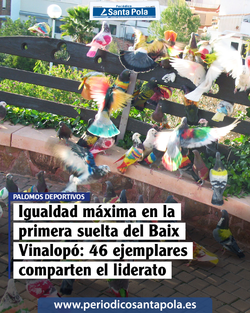 Periódico Santa Pola tweet media