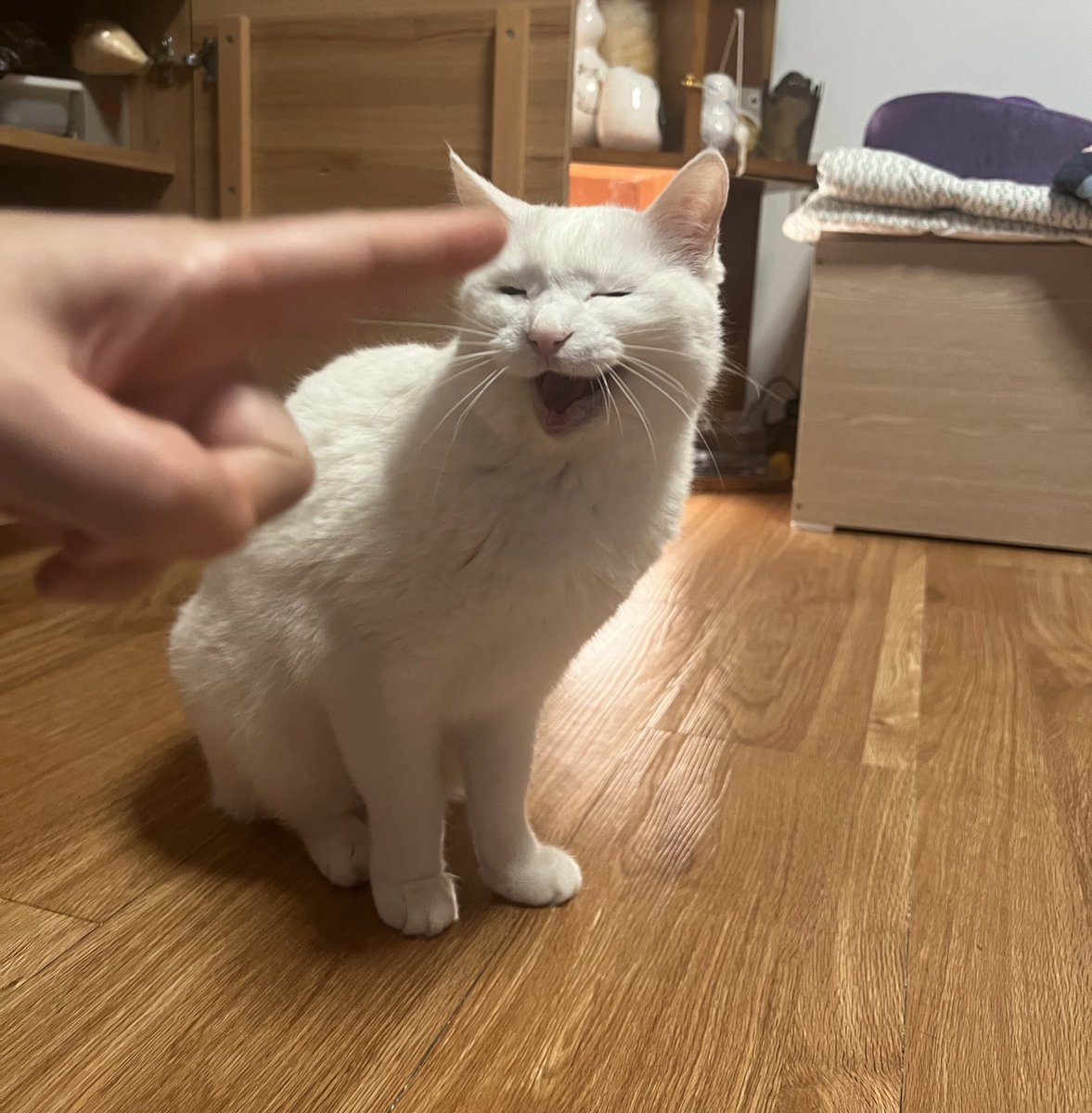 krrrhooky's tweet image. 우리집 파괴왕은 일름보야