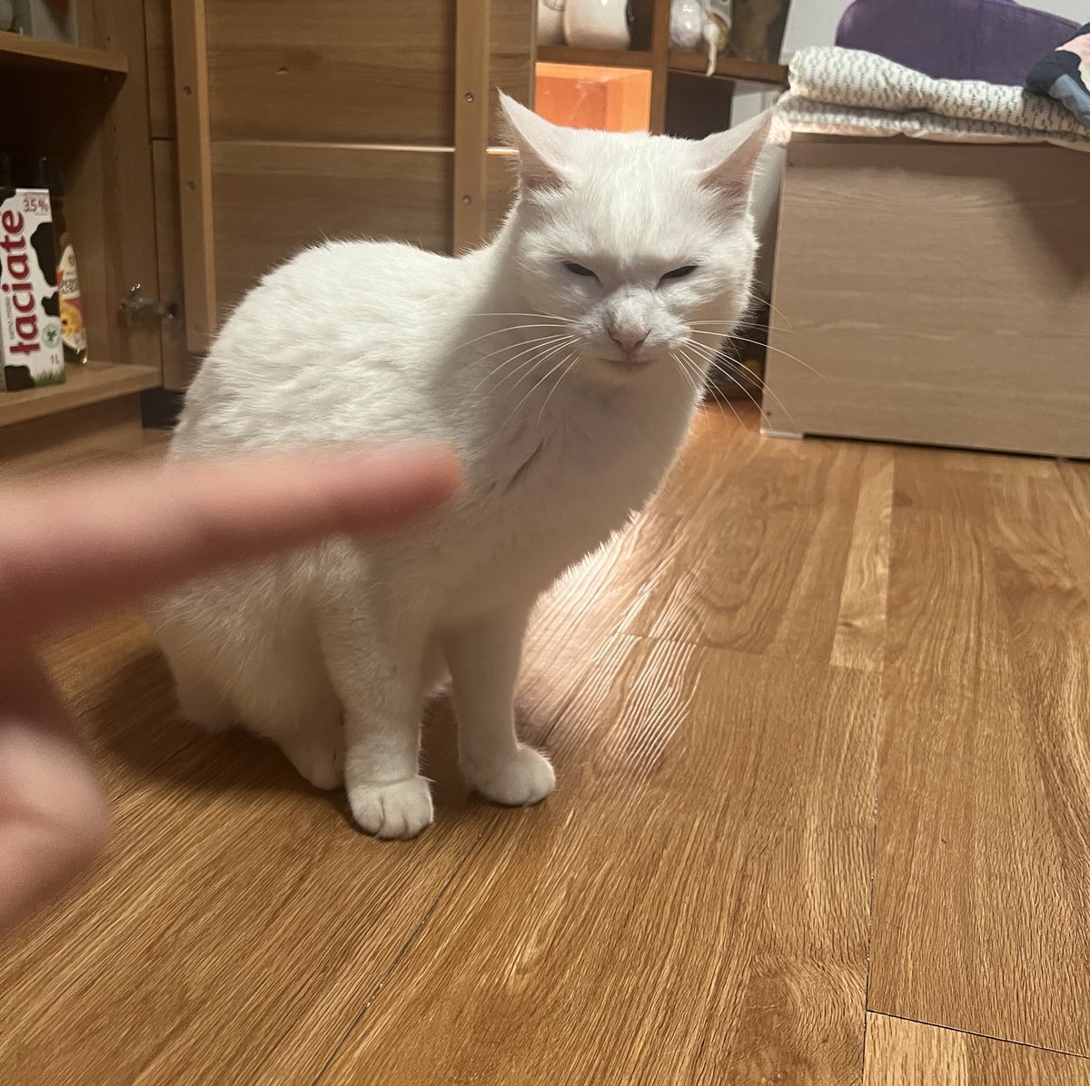 krrrhooky's tweet image. 우리집 파괴왕은 일름보야