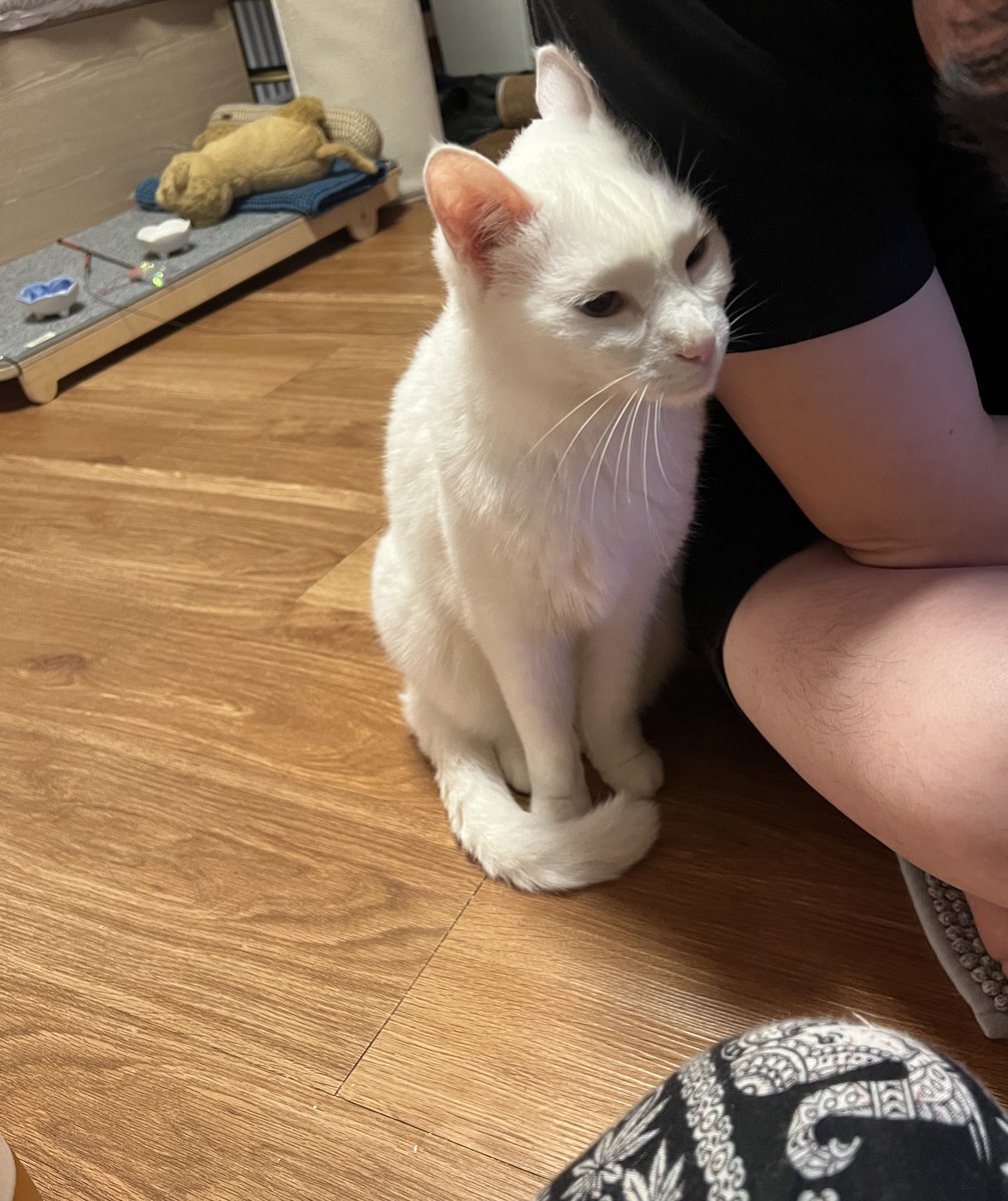 krrrhooky's tweet image. 우리집 파괴왕은 일름보야