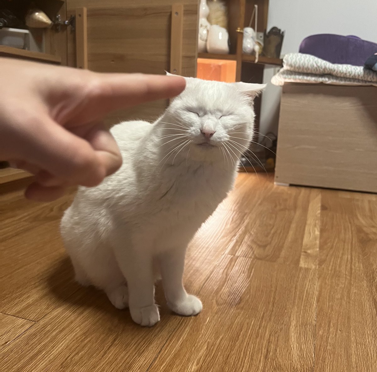 krrrhooky's tweet image. 우리집 파괴왕은 일름보야