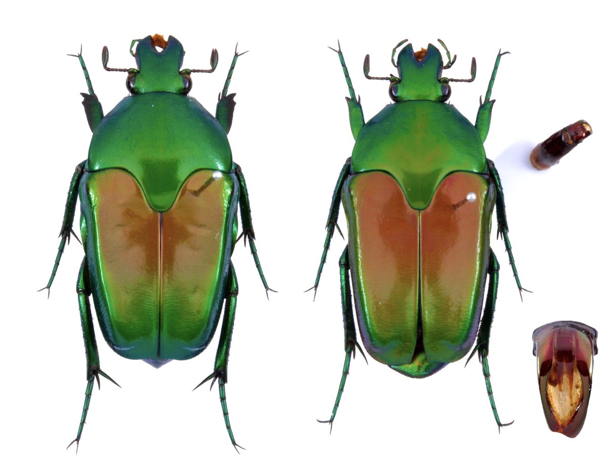 SundayFenn tweet media