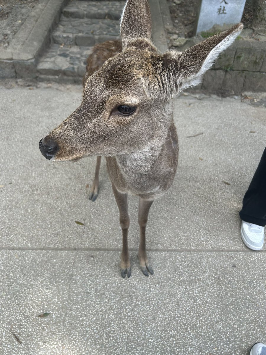 Weigiston.L🐻🔶BNB | MemeMax⚡️ ∞ KIN tweet media