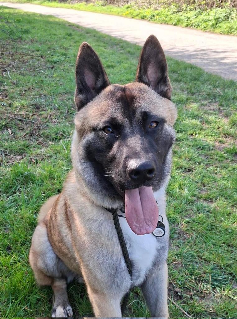 gsrescueelite's tweet image. 14mth old Rupert from the #Notts kennels proving you can look cute and do #TongueOutTuesday 👅 

#dogs #GermanShepherd #Tuesday 

gsrelite.co.uk/rupert/