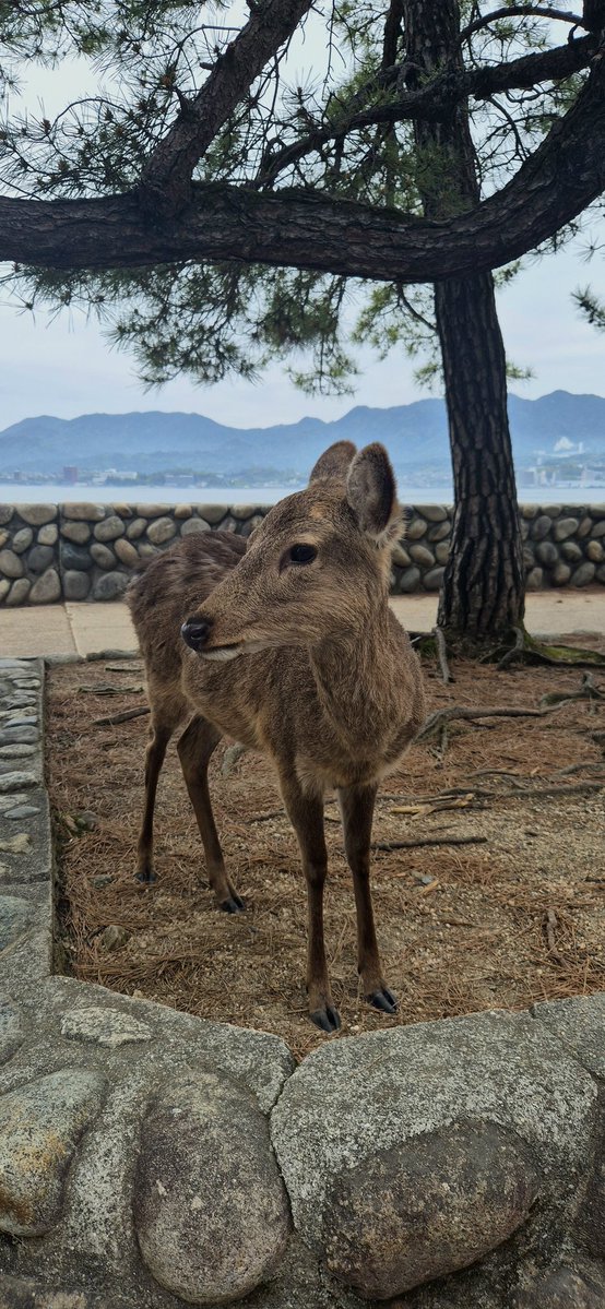 fret ✧ tweet media