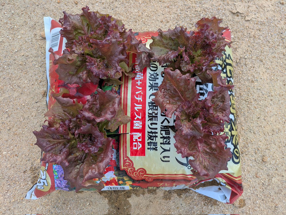 Schrodingers cat tweet media