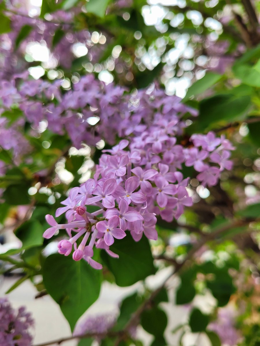 베로니카 tweet media