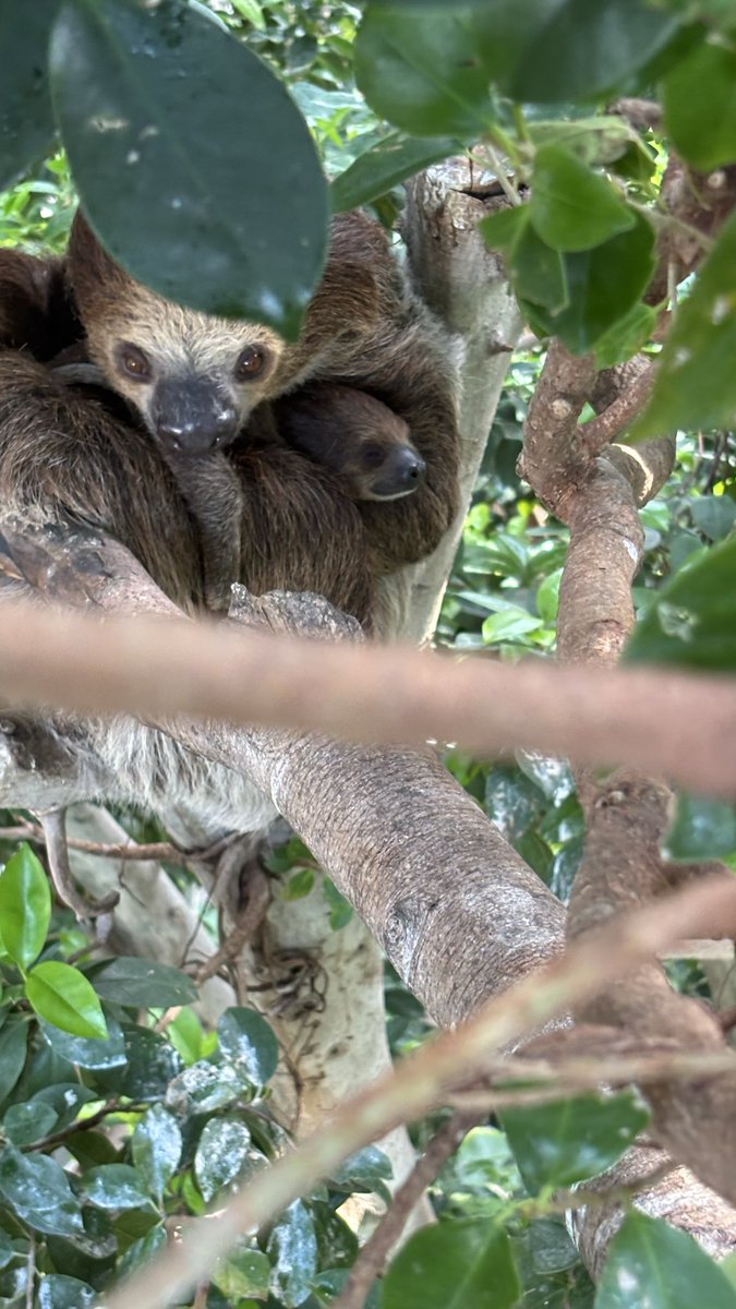 ChibaZoo's tweet photo. 1月4日に生まれました。ナマケモノのフク🦥くん、テラス母さんと木の中で休息しておりました。これからのフクくんの成長をあたたかく見守ってあげてください。(飼1)       #千葉市動物公園  #フタユビナマケモノ https://t.co/6NLjsPuWpc