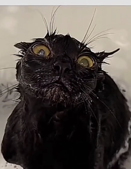 Funtime koi tweet media