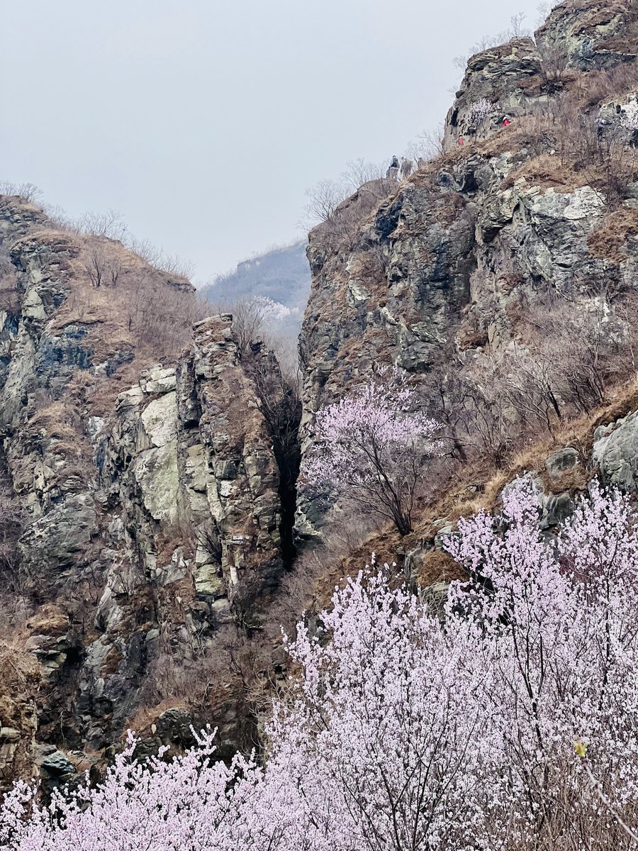 rarefiedgas's tweet image. #hiking on the #cliff next to this huge #crack

#Hiking on a #mountain #trail lined with blooming peach #blossoms . #Outdoors #nature 4/