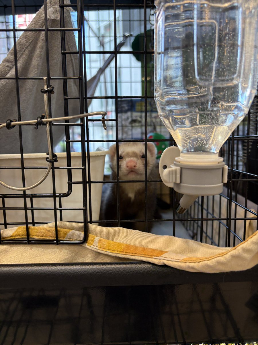 フェレットワールドみなとみらい店 tweet media