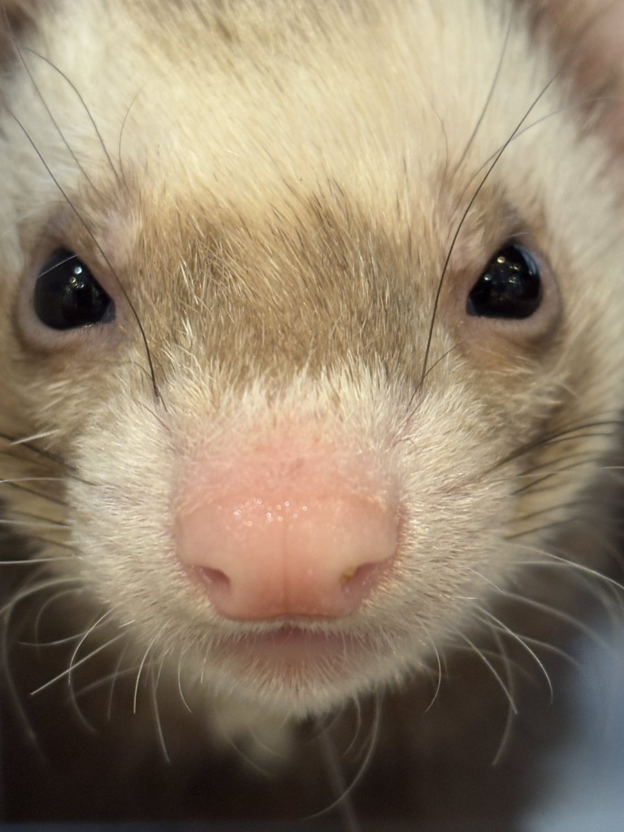 フェレットワールドみなとみらい店 tweet media