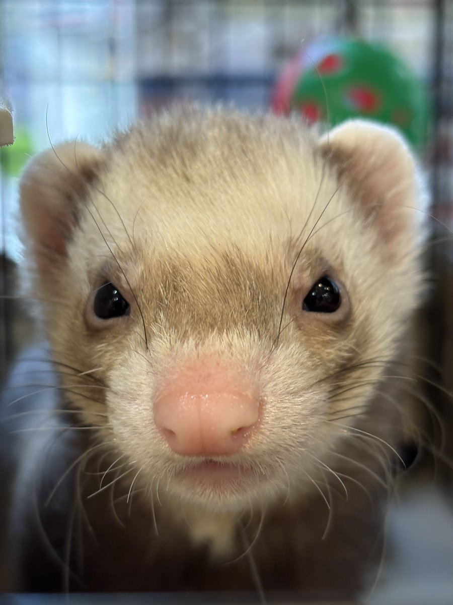 フェレットワールドみなとみらい店 tweet media