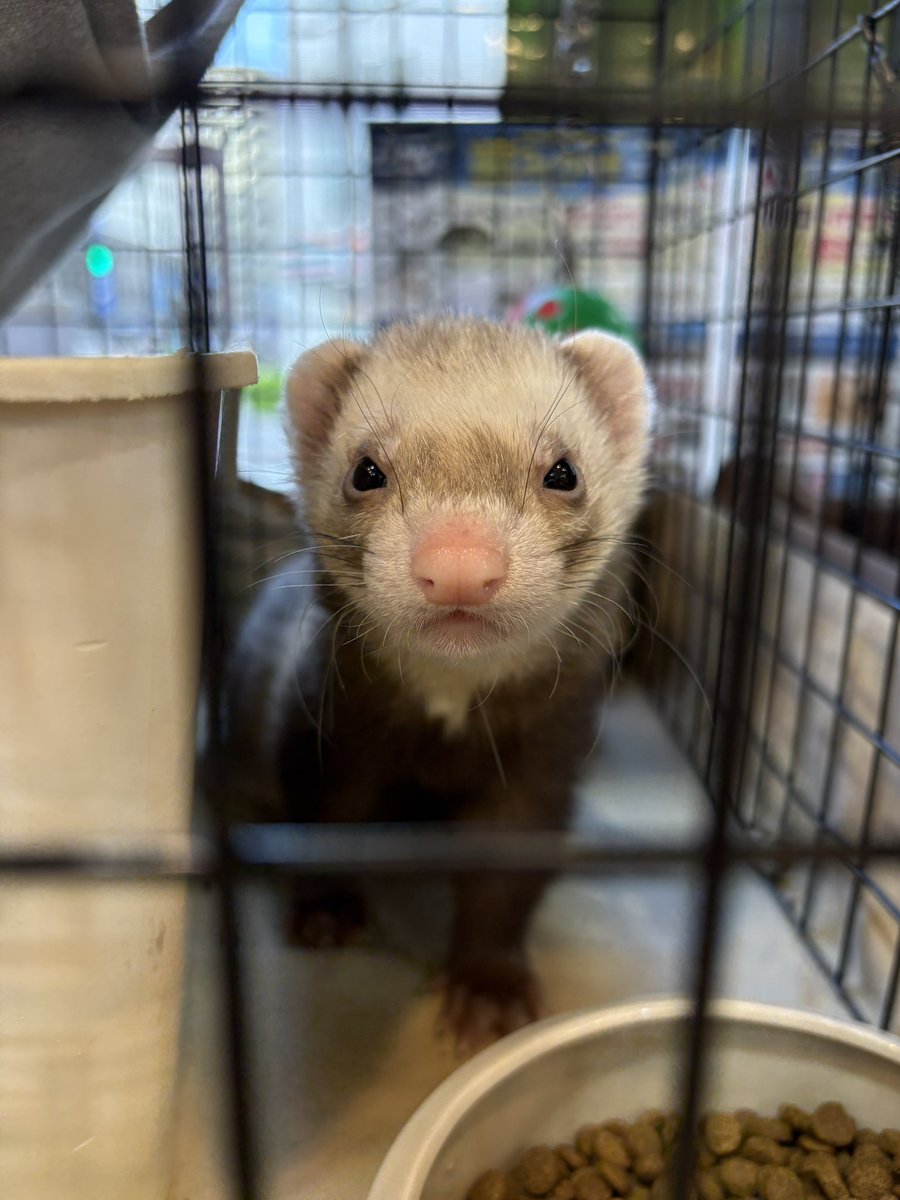 フェレットワールドみなとみらい店 tweet media