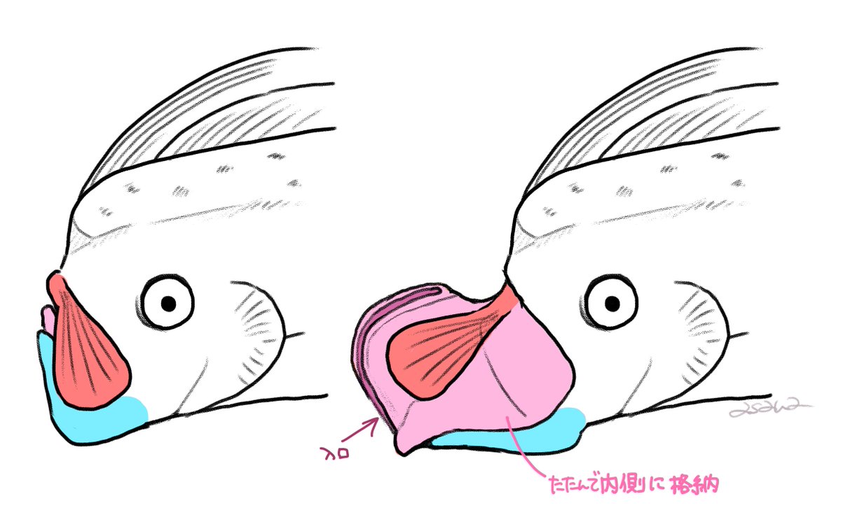 こういう理解で合ってます?生で見たい～ 