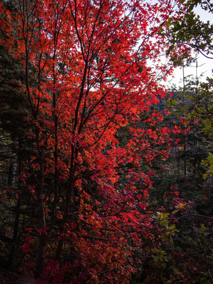 alemolo792's tweet image. "Sunrise hike at the Grand Canyon  Feet dusty, lungs full of fresh air, heart full of awe. Worth every step! #OutdoorAdventure #GrandCanyonVibes"