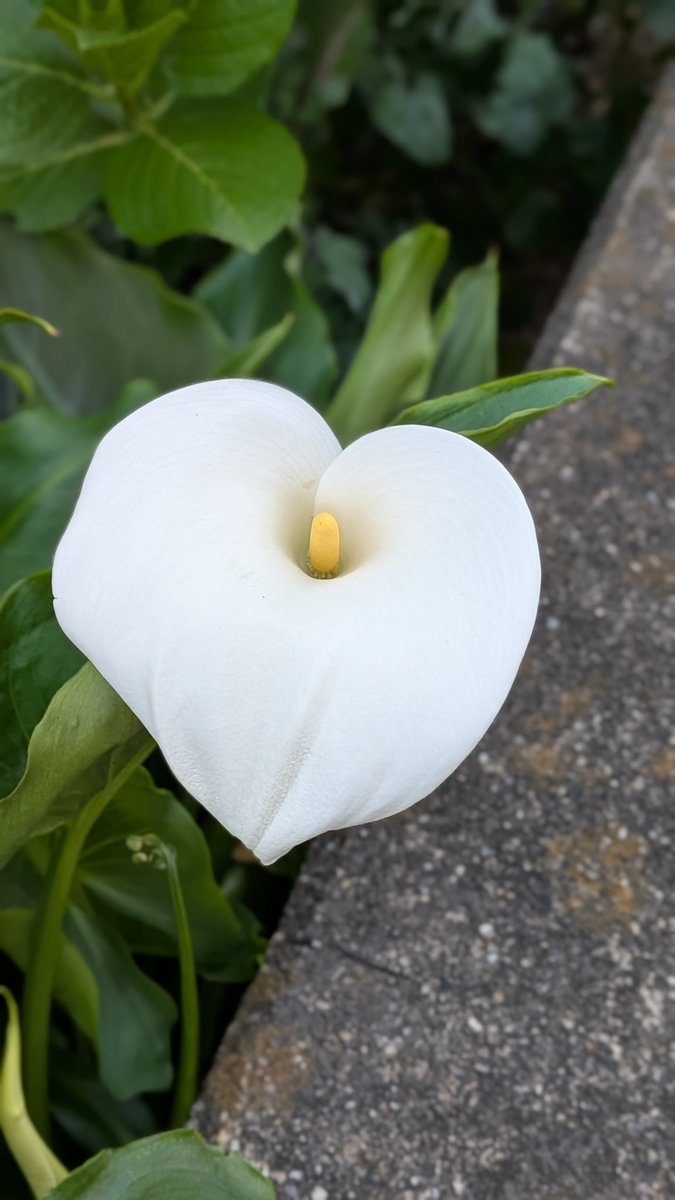 すこっち tweet media