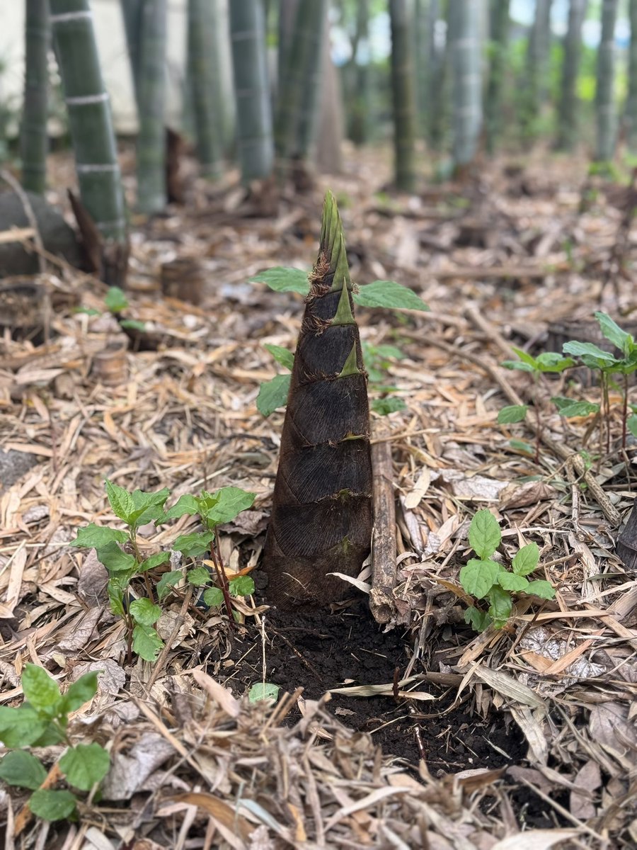 あばちゃま🔜OFFF tweet media