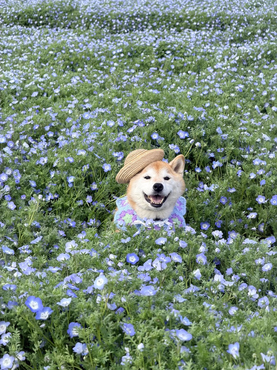 ❁⃘*.ﾟネモフィラに浸かってきたよ〜❁⃘*.ﾟ
Googleマップで偶然見つけて誰もいない時に撮りたいなーと思って、早くに着いたけど一番乗り🤭しばらく誰も来なかったよー😆おかげで可愛い📷が撮れました♡