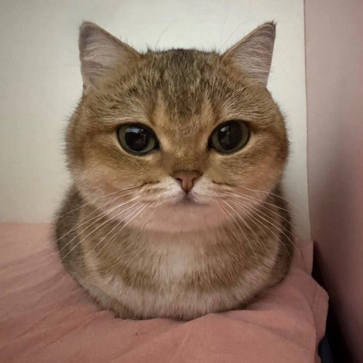 猫しか勝たん tweet media