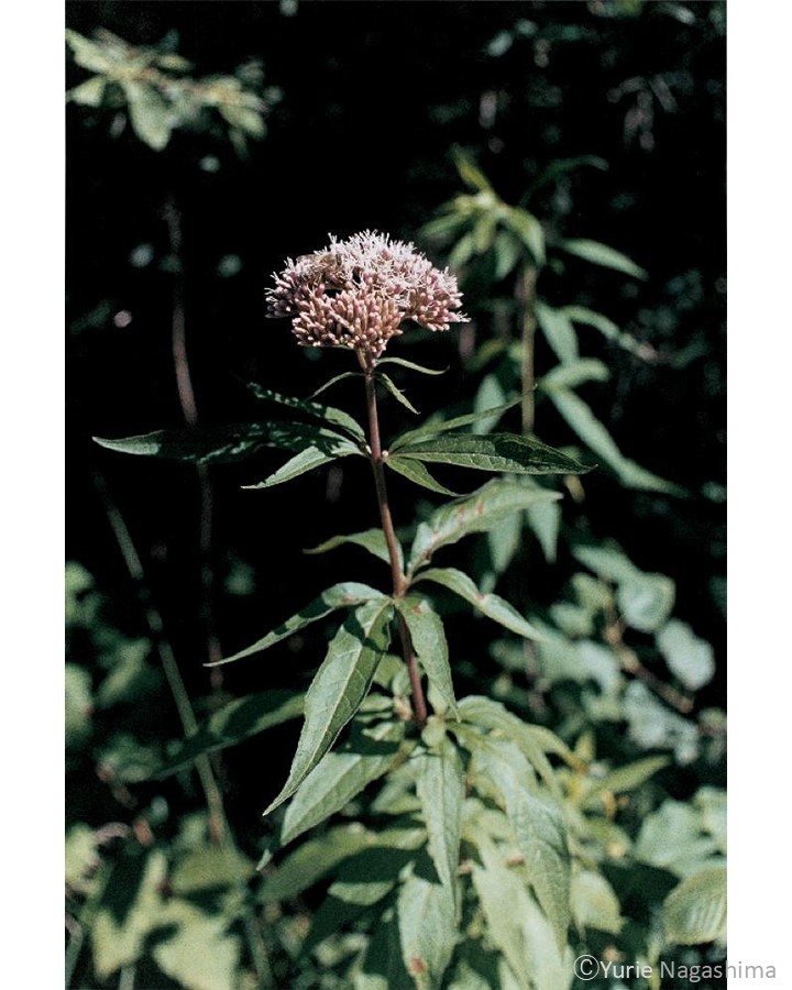 Sony Imaging Gallery tweet media