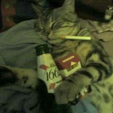 bubby :3 tweet media