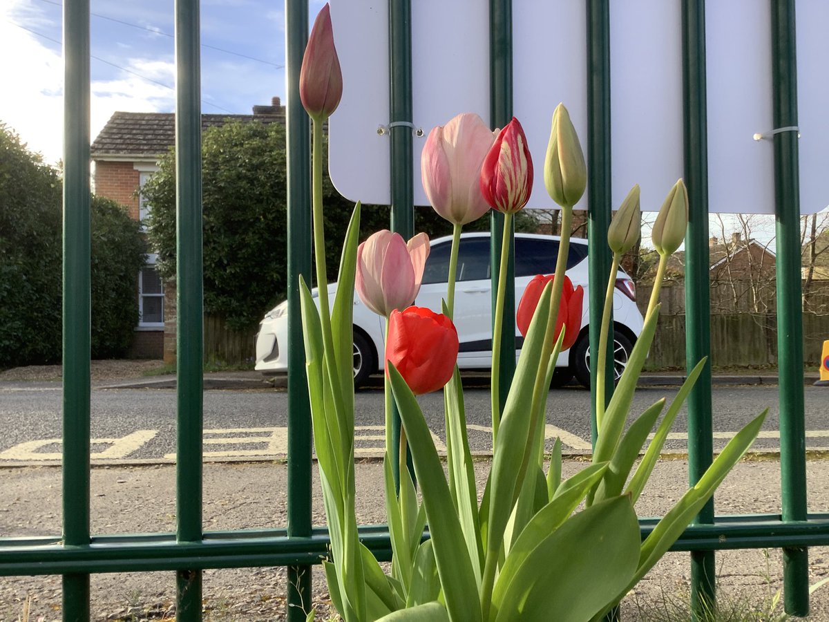 stivesprimary's tweet photo. Welcome back! It was wonderful to see everyone returning to school yesterday and to feel the school buzzing with energy again. Our grounds are in full bloom and looking absolutely beautiful, such a lovely way to start the new term 🌼🌿 ☀️ @stivesprimary https://t.co/BjjE2gkTqz