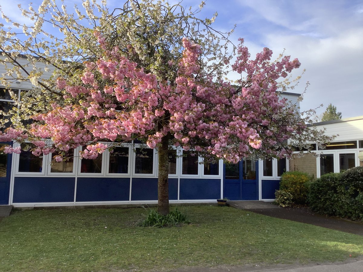 stivesprimary's tweet photo. Welcome back! It was wonderful to see everyone returning to school yesterday and to feel the school buzzing with energy again. Our grounds are in full bloom and looking absolutely beautiful, such a lovely way to start the new term 🌼🌿 ☀️ @stivesprimary https://t.co/BjjE2gkTqz