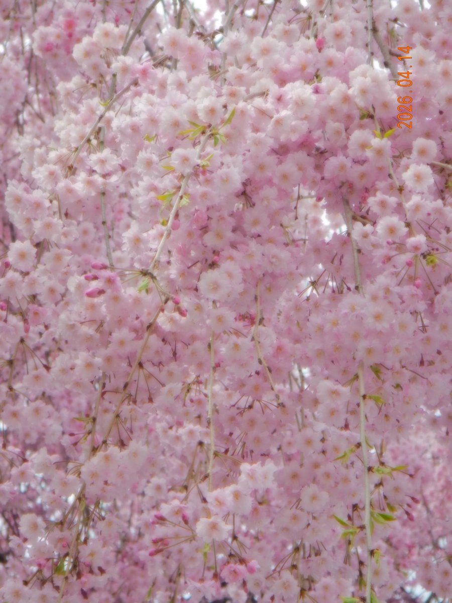 𝗦𝟮 tweet media