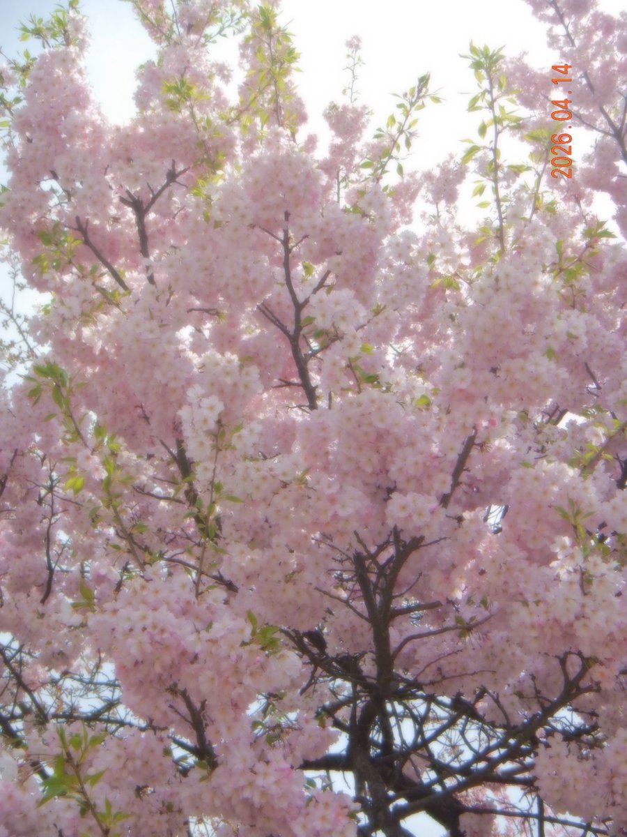 𝗦𝟮 tweet media