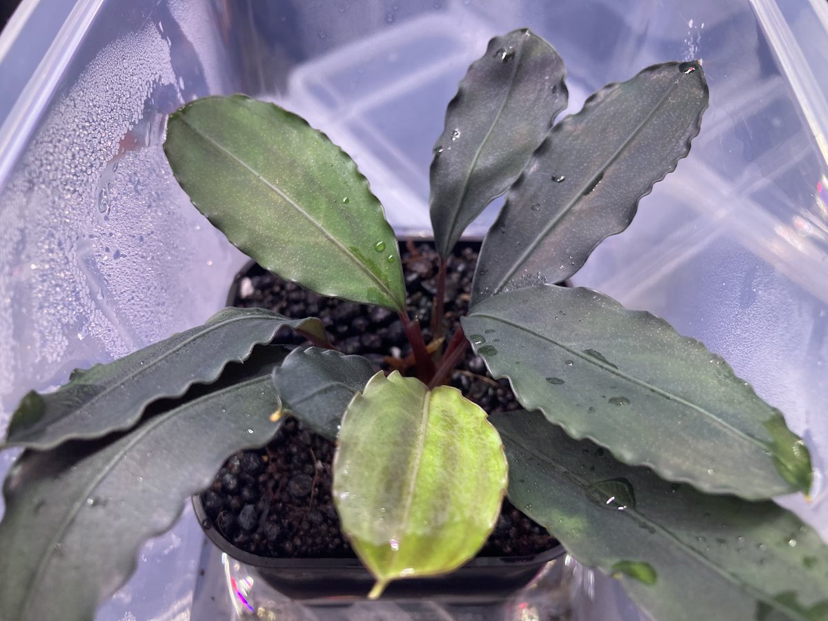 Aqua plus+ tweet media