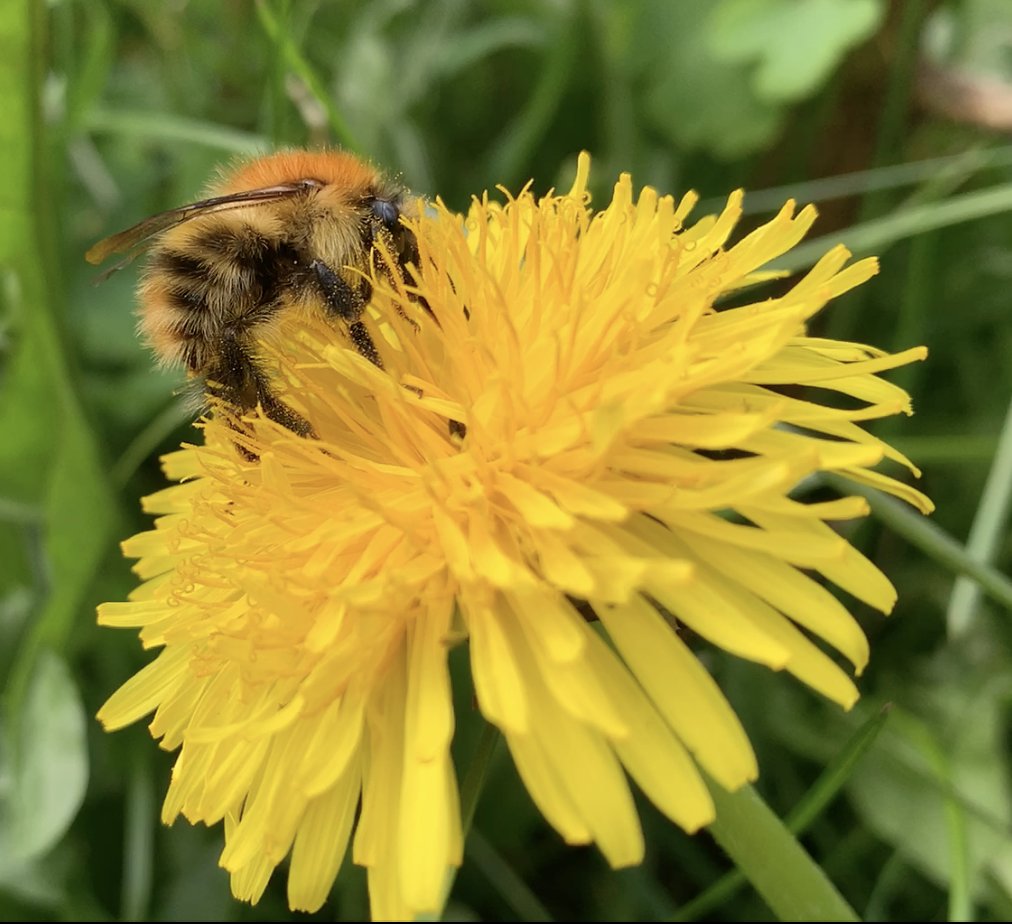 Pollinators tweet media