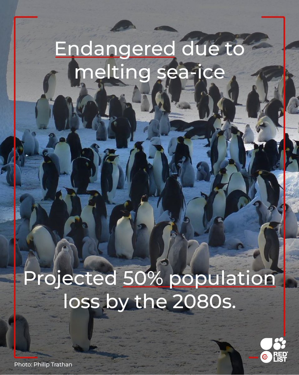 IUCN Red List tweet media