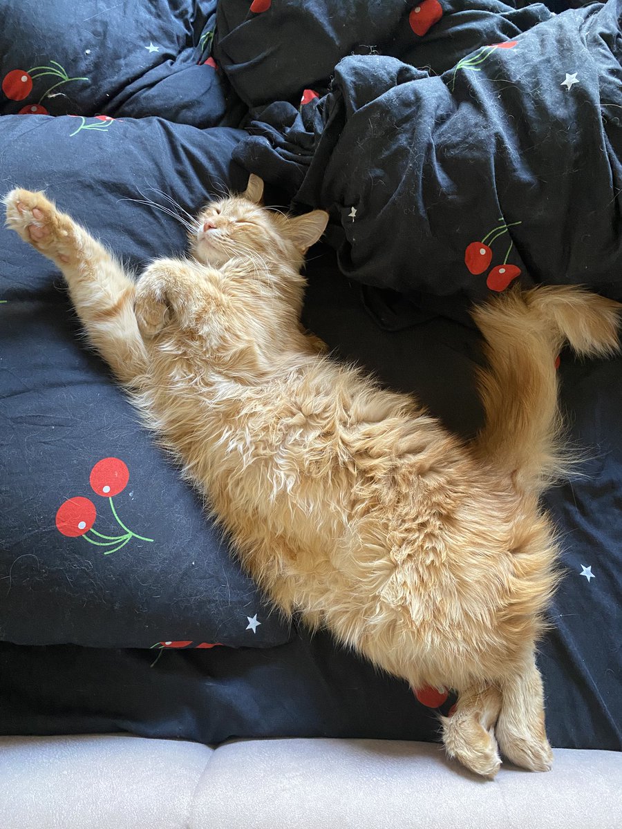 🖤 Грибная Дева 🖤 tweet media