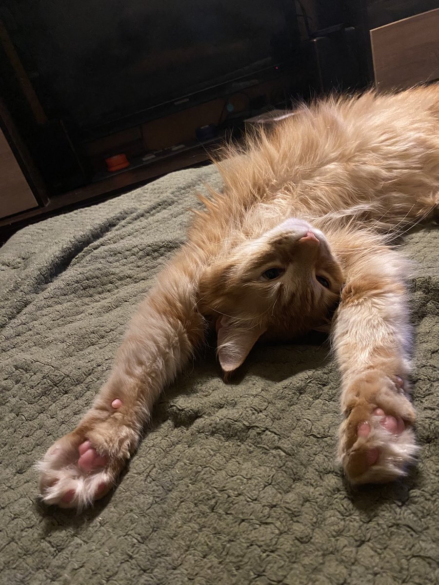 🖤 Грибная Дева 🖤 tweet media