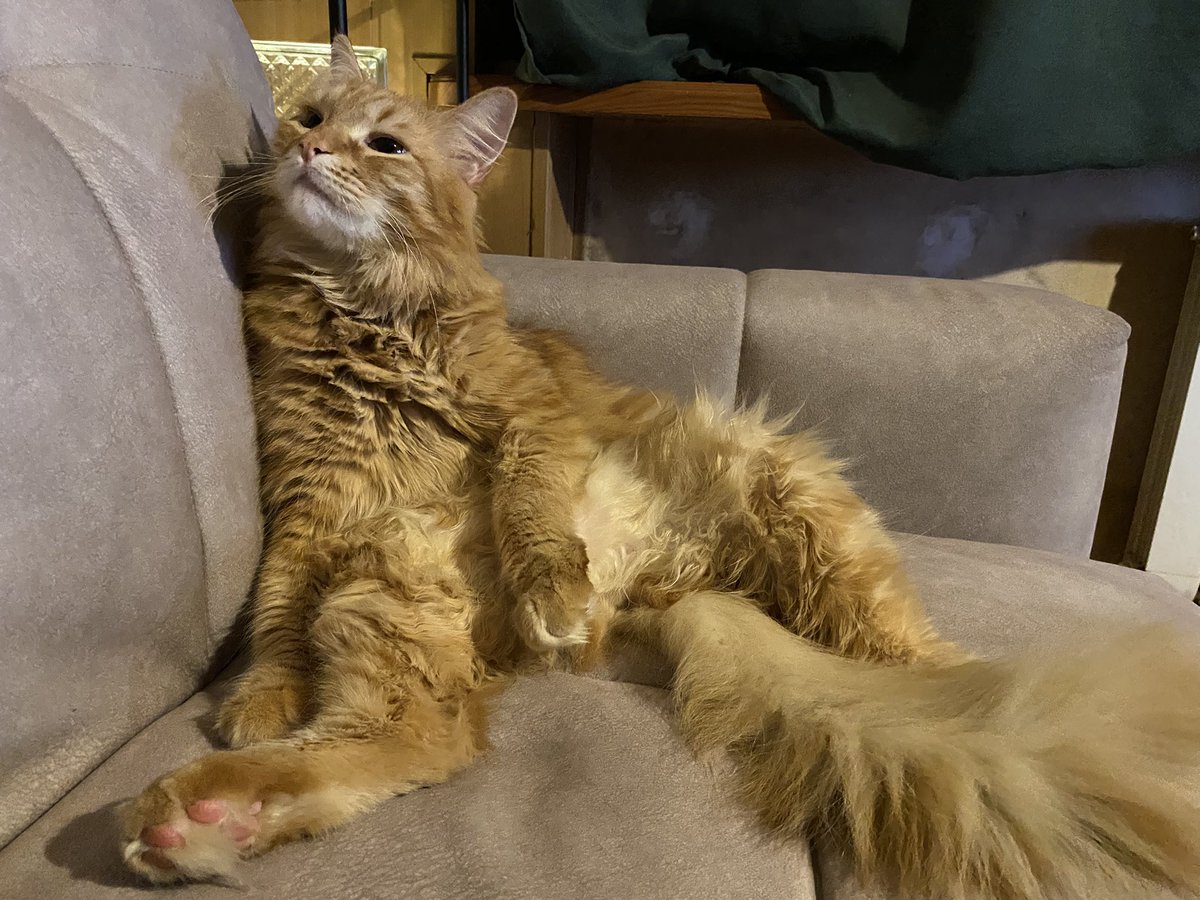 🖤 Грибная Дева 🖤 tweet media