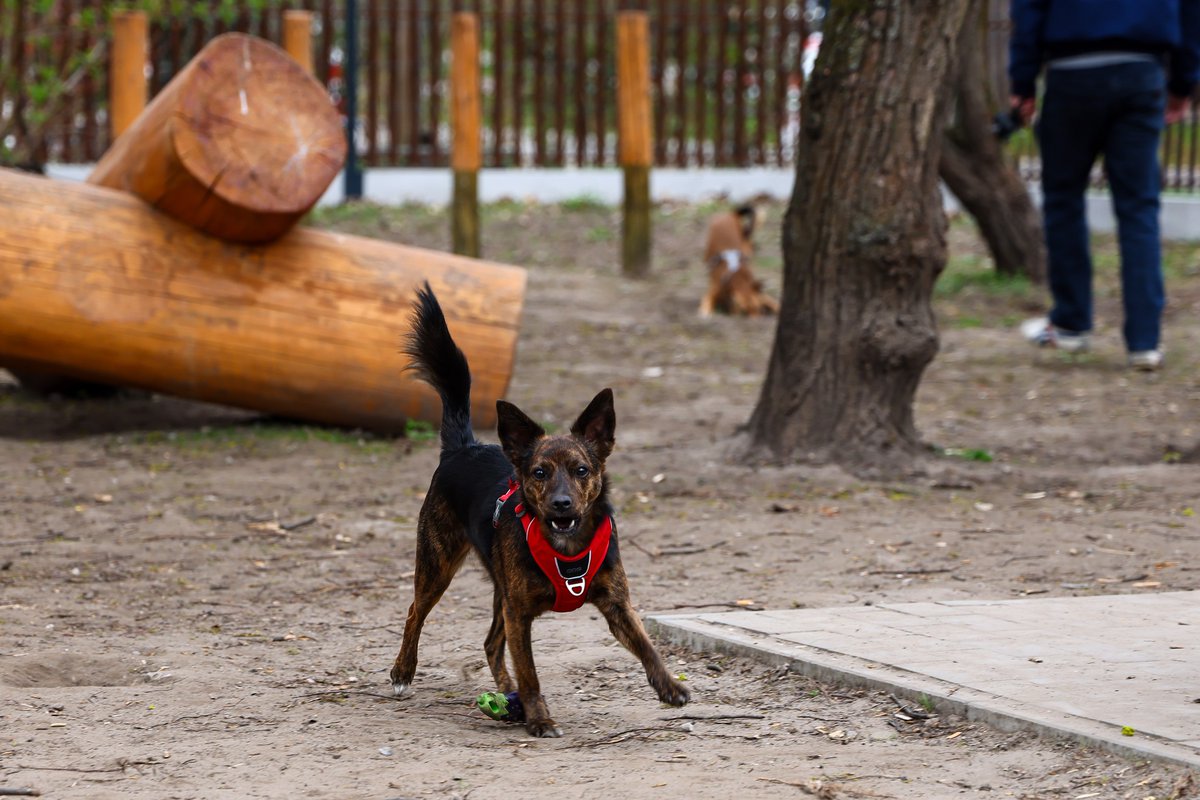 krakow_pl's tweet image. #Krakow #podatki #PIT #PodatkiWKrakowie #WybiegDlaPsow
Płać podatki w Krakowie! To dzięki twoim podatkom w Krakowie powstają inwestycje dla mieszkańców!

Kilka przykładów:
🐕🐩wybieg  dla psów przy Alei Kijowskiej (Dzielnica V Krowodrza) – powstał dzięki podatkom 45 mieszkańców,