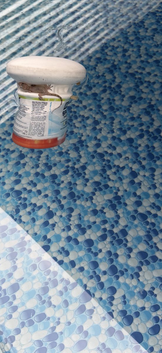 Dr Carlinita Nesparimo tweet media