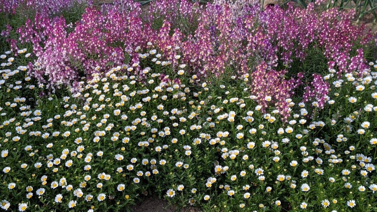 すこっち tweet media