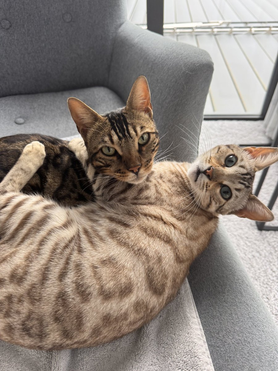 BubbleSheep's tweet photo. @peepoRIP Hey from my new babies https://t.co/L5lMQDGBTs